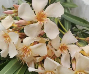 Oleandr meruňkový (Nerium oleander) – silná středomořská rostlina v květináči