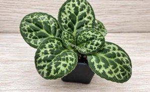 Streptocarpus Pretty Turtle – pokojová rostlina s želvím vzorem listů