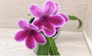 Streptocarpus Caitlin s velkými růžovo-purpurovými květy, tmavým žilkováním a jemně zvlněnými světle růžovými okraji
