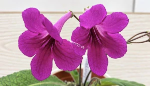 Streptocarpus Melody s velkými sytě purpurovými až fuchsiovými květy, tmavým hrdlem a jemně zvlněnými okvětními lístky