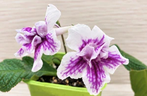 Streptocarpus Bristol's Mei Lee – plnokvětá bílo-fialová tořivka