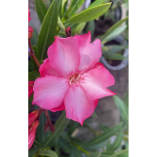 Oleandr růžový Haydn – Nerium oleander